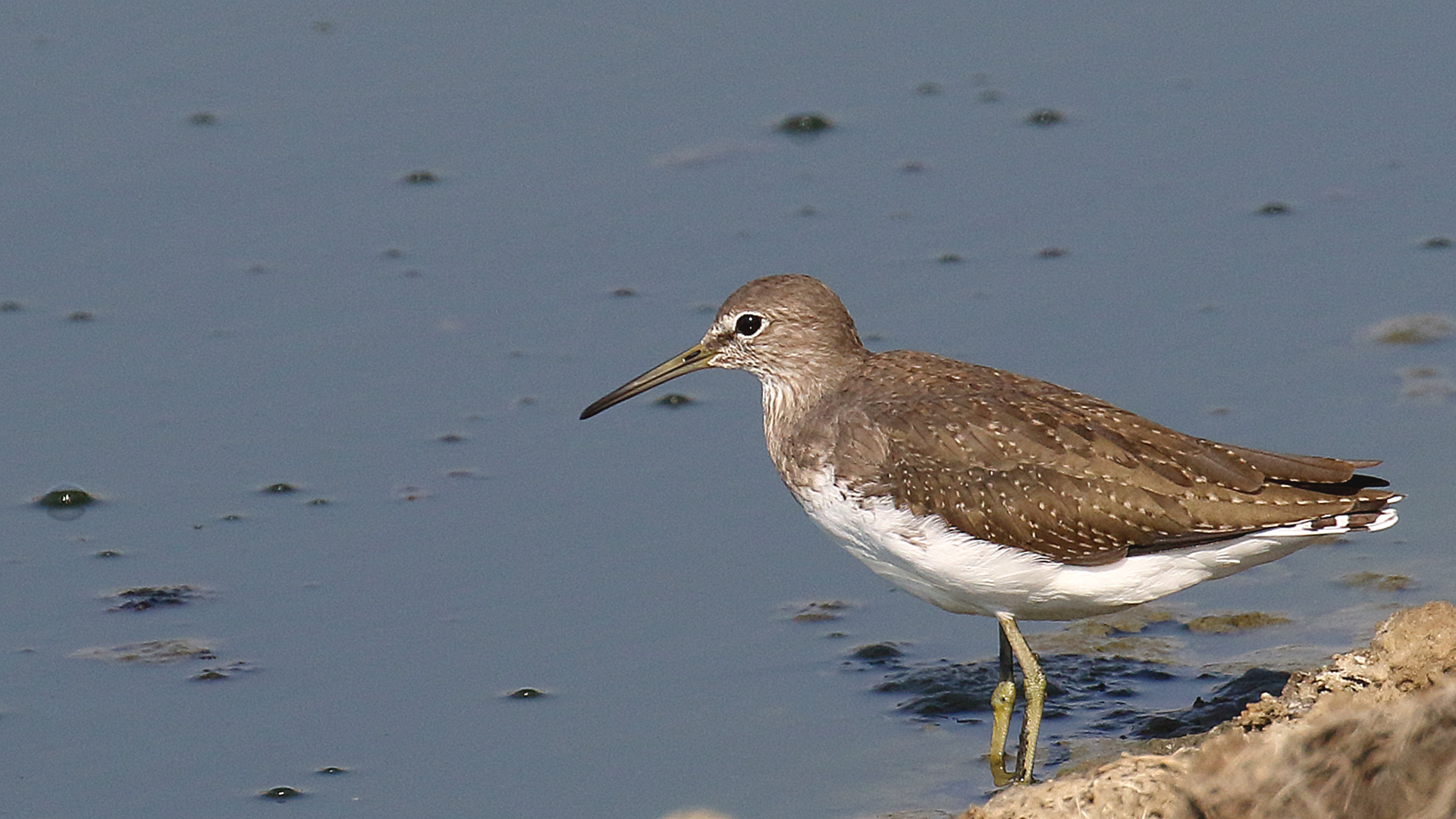 Green Sandpiper
